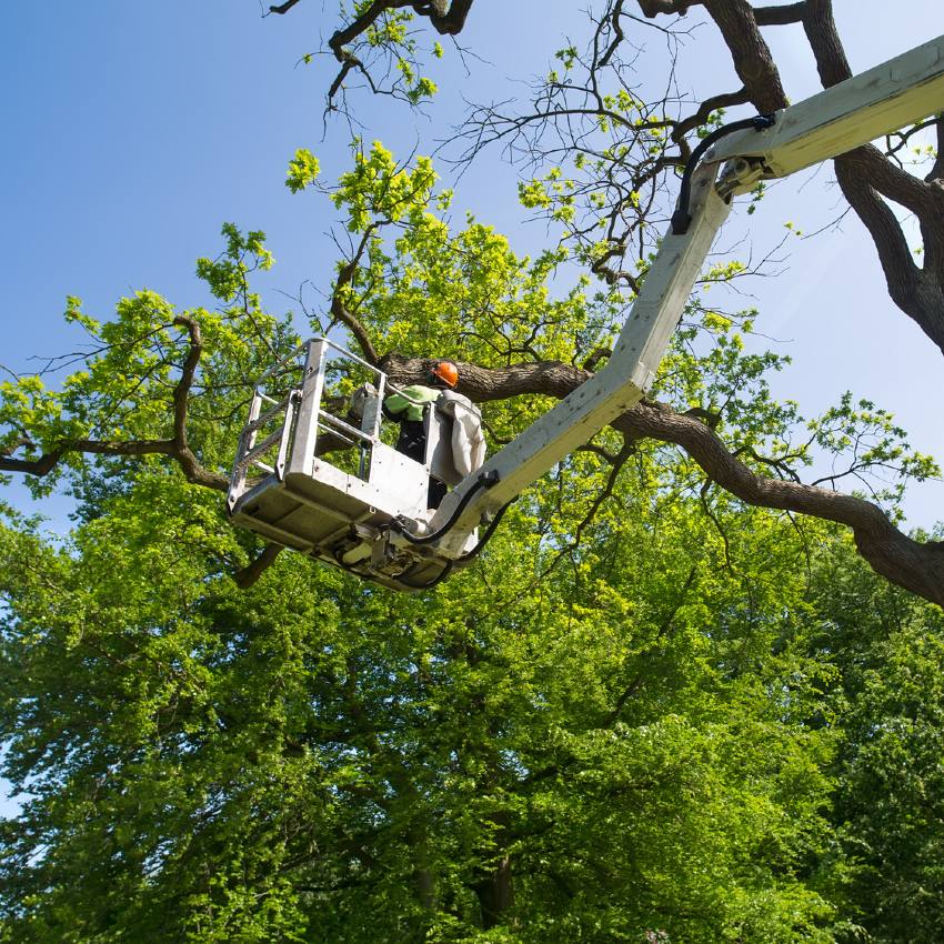 une employé taille un arbre alors qu'il est dans une nacelle